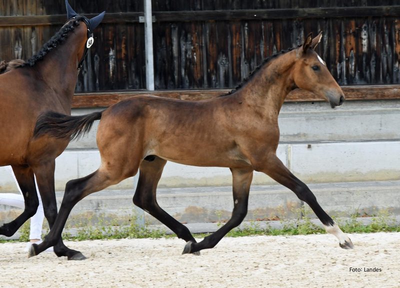Verkauft an Hof Sosath