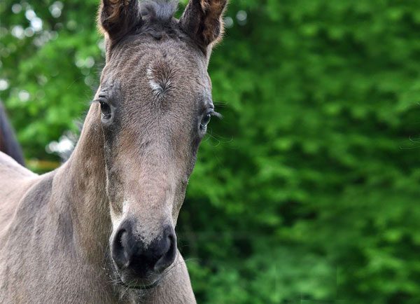 Verkauft an Andreas Dibowski
