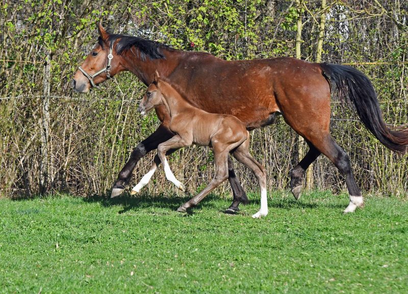 Willkommen! Geboren am Eulerhof: Osanna Incipit