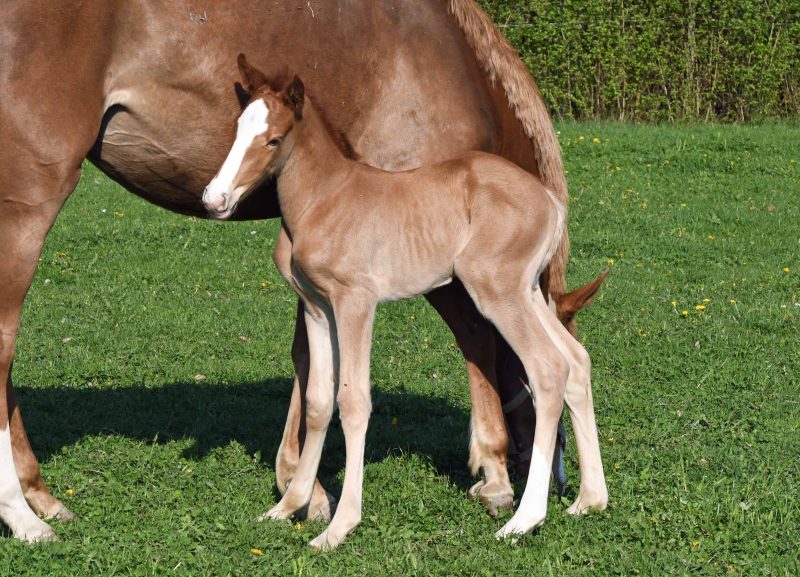 Willkommen! Geboren am Eulerhof: Occulina Incipit